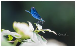 blaue libelle
