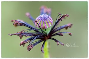 mohnblume verblüht