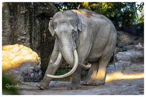 Asiatischer Elefant im Zoo Zürich